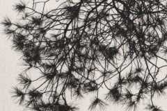 332. Pine tree, Puglia 2023 