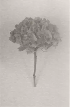 350. Hydrangea, Charlton, 2024