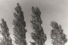 341. Poplar trees, Puglia, 2024